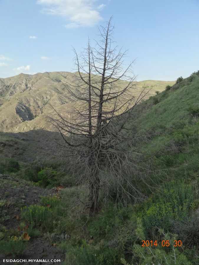 نزدیک ماوی